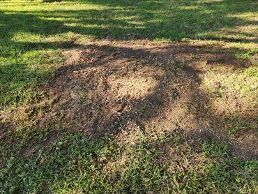 A patch of bare soil surrounded by grass in a sunlit area.