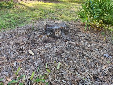 A tree stump surrounded by dry leaves and grass in a natural setting.