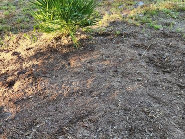 Freshly spread mulch around a small green shrub in a sunny garden.