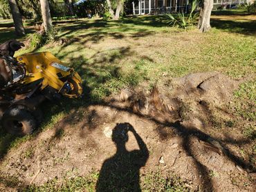 Tree stump being ground by a stump grinder in a sunny yard.