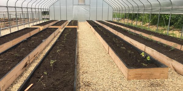 Series of wooden raised plant boxes with seedlings sprouting in a greenhouse.
