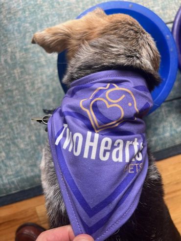 Dog wearing a purple bandana with 'Two Hearts Pets' logo.