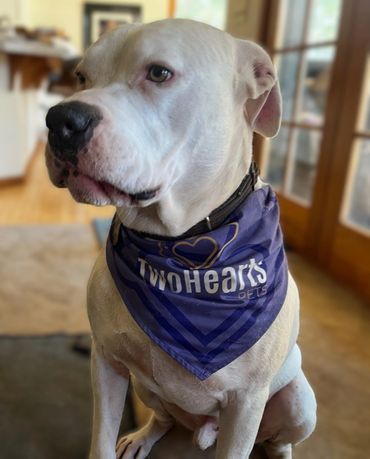 White dog wearing a blue Two Hearts Pets bandana indoors.
