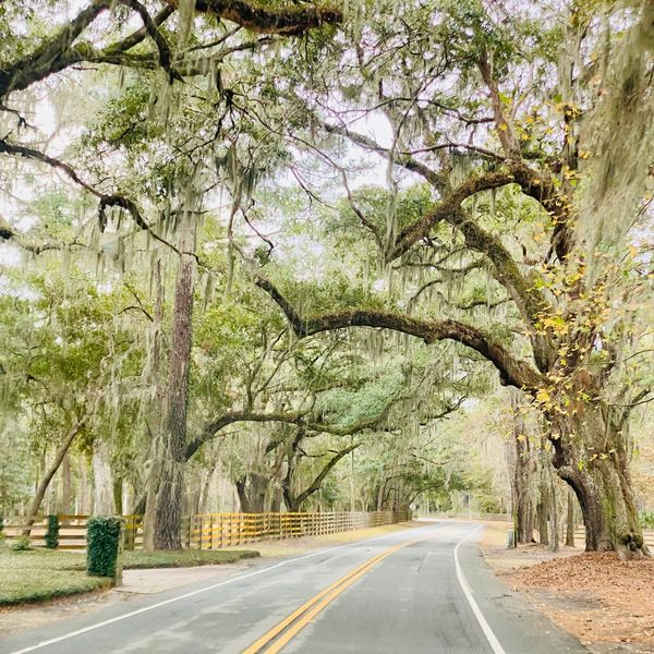 Tree-lined road with hanging moss and wooden fences on a quiet day.