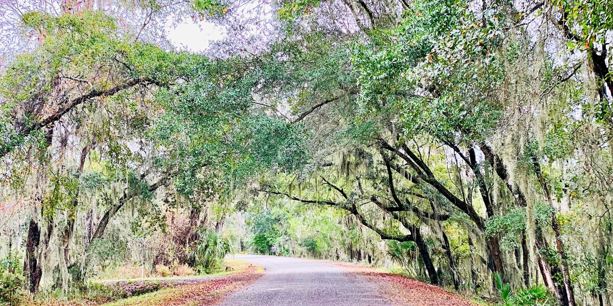 Scenic road winding through lush trees with hanging moss.