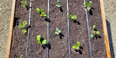 Young seedlings growing in a raised garden bed with drip irrigation.