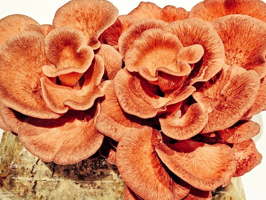 Pink oyster mushroom grow-kit.