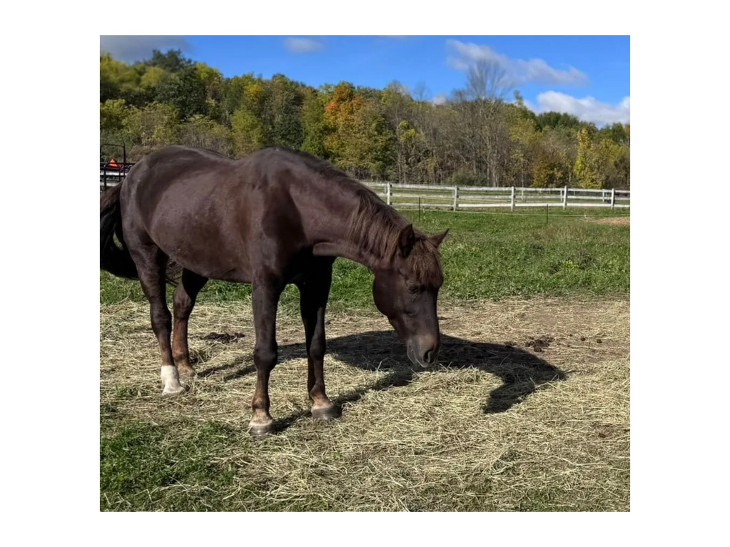 Willow, a beautiful Liver Chestnut Morgan Mare. She is ready for adoption to a companion home only