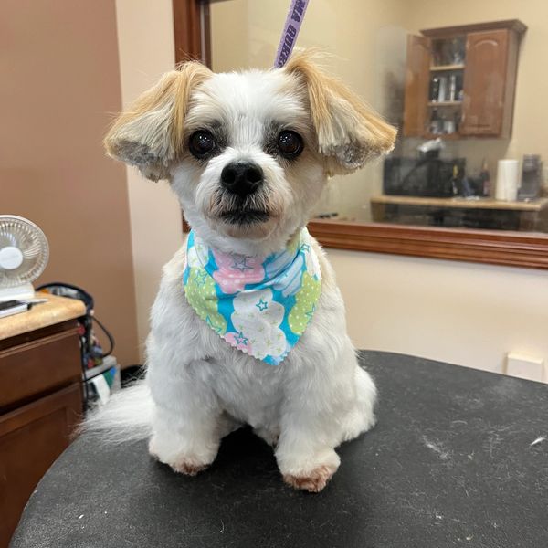 Dog groom