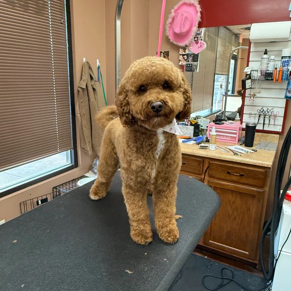 Puppy groom