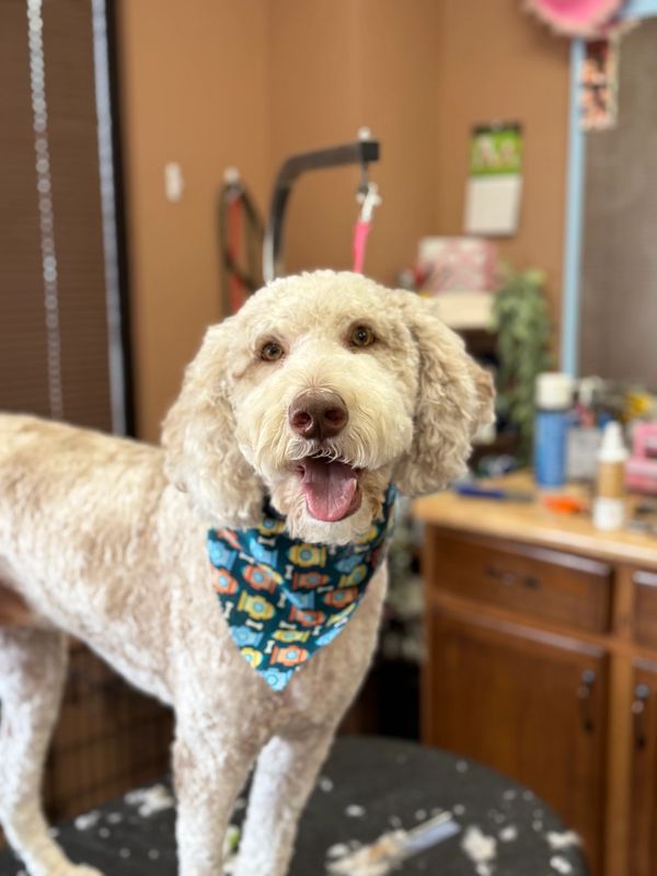 Pet styling