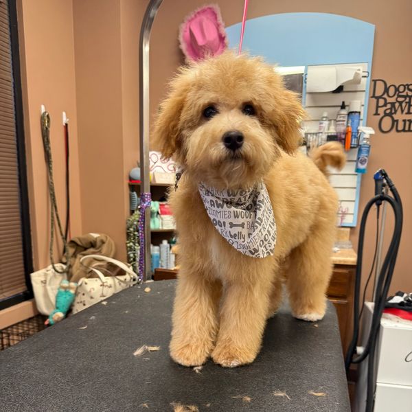 Puppy groom