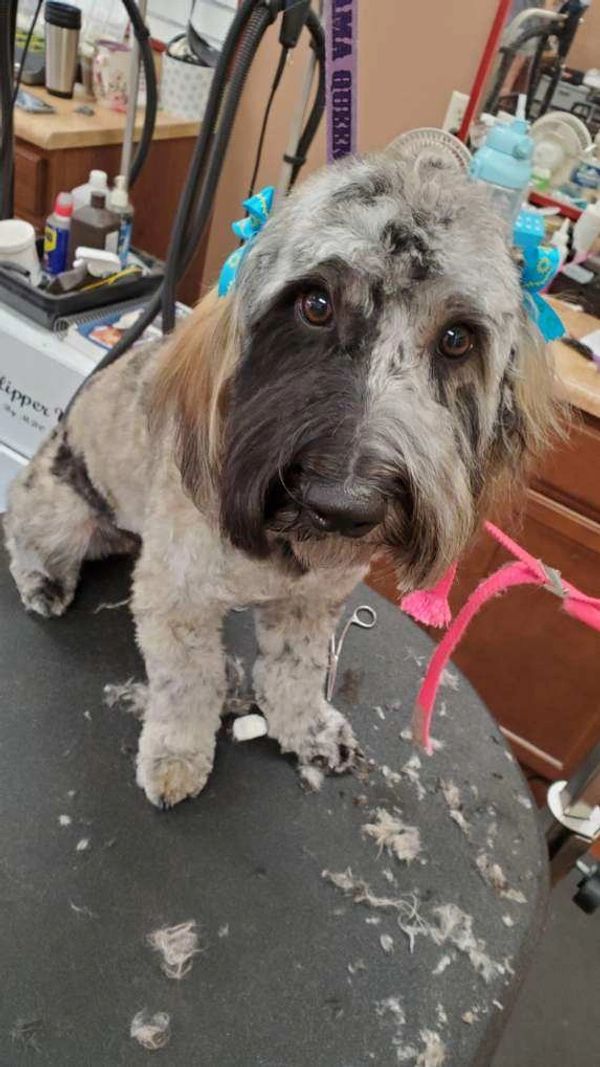 Mini doodle groom