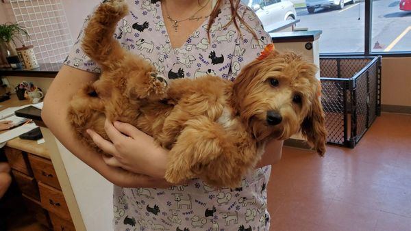 puppy groom