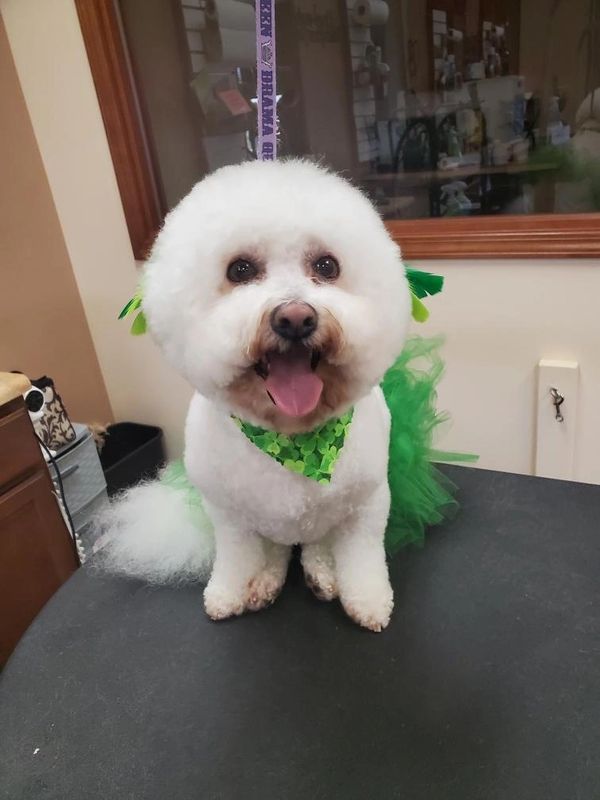 Bichon groom
