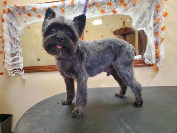 Dog groomed