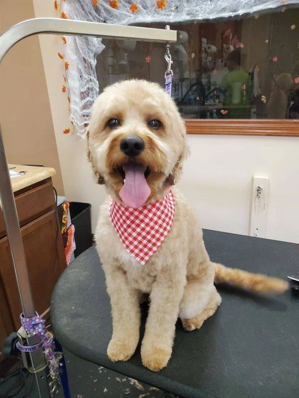 mini doodle groom