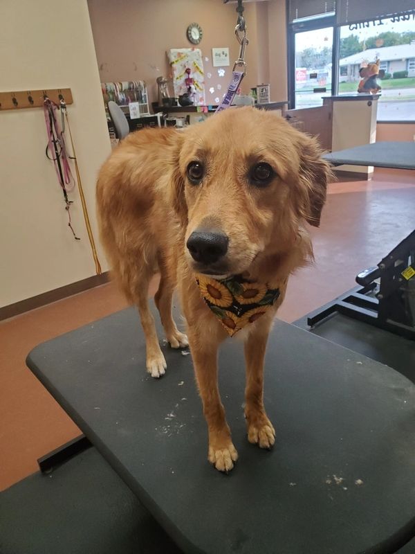 golden retriever groom