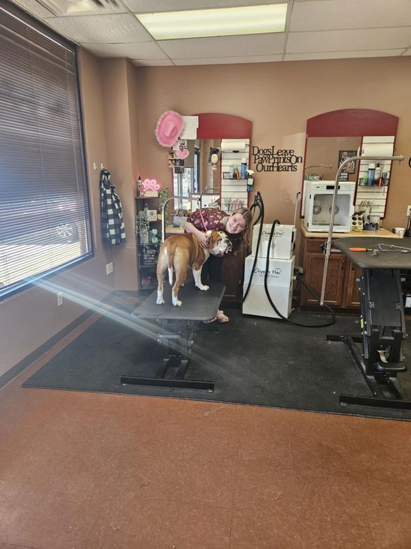 Bulldog groom