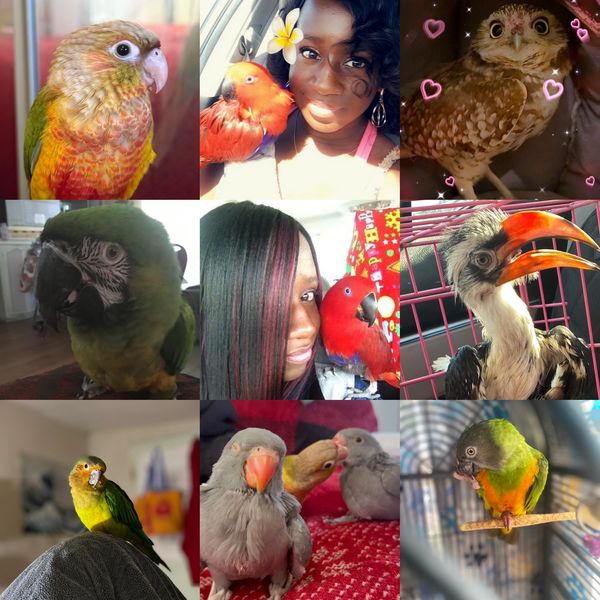 A collage of colorful pet birds and two women posing with parrots, featuring a variety of species.