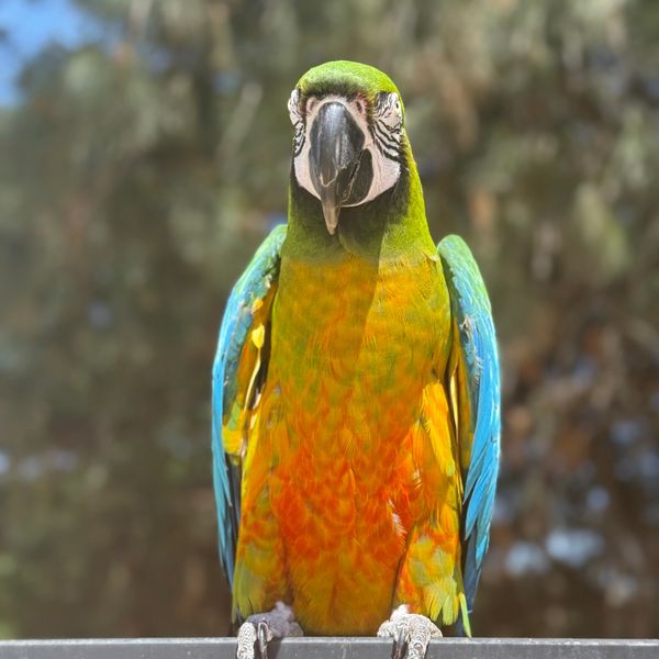 Calypso is a 30 year-old Miligold Macaw. She is not for adoption as she is our mascot.