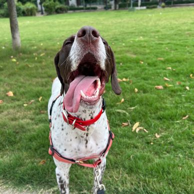 Mia enjoying her hourly walk!