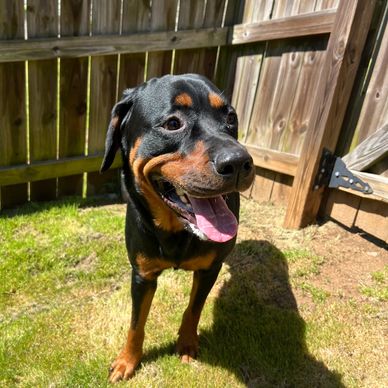 Backyard shenanigans with my boy!