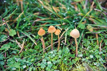 Small mushrooms in grass