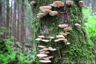 Oyster mushrooms on trunk