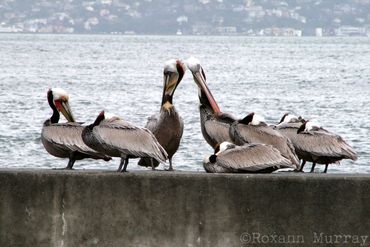 Pelicans on Pier 39