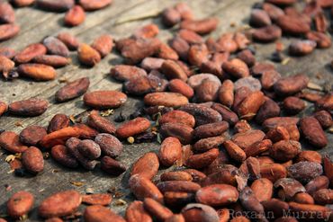 Dried cacao beans