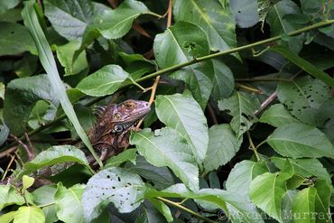An iguana sits in greenery.