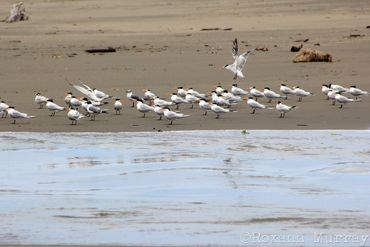 A group of white and black water birds stand in a row on the shore.
