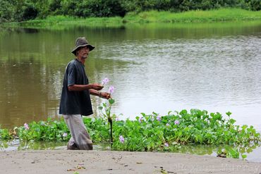 A man picks up a water hyacinth on the shore.