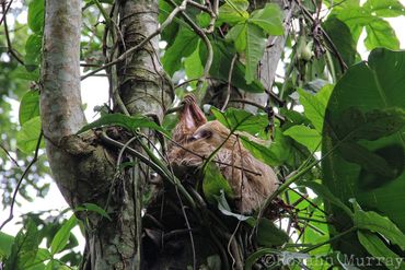 A sloth hangs in a tree