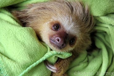 A baby sloth is one of the resident rescues at the Jaguar Rescue Center.