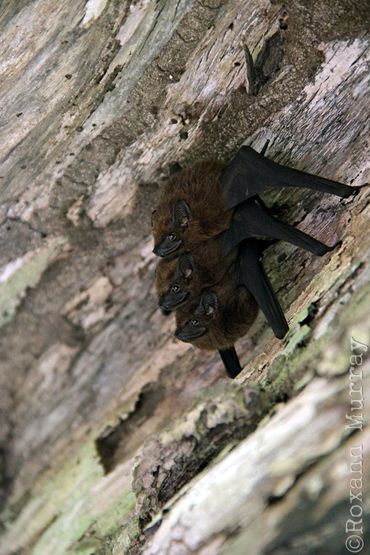 Three bats hang under a log.