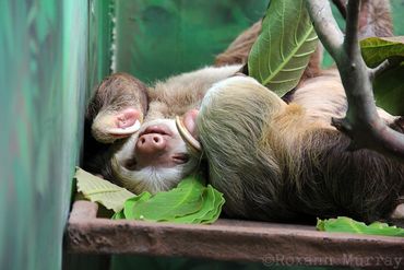 Two sloths cuddle.