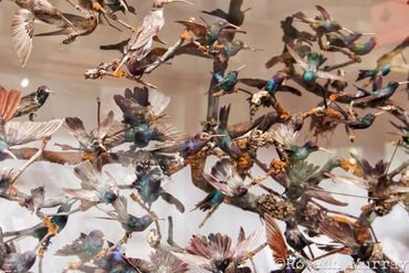Hummingbird display