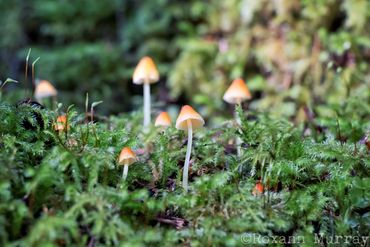 Small mushrooms in moss