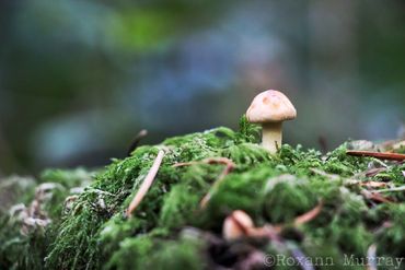 Macro photograph of a tiny mushroom on moss.