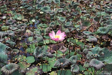 A single lotus flower is surrounded by leaves in a pond in Ubud.