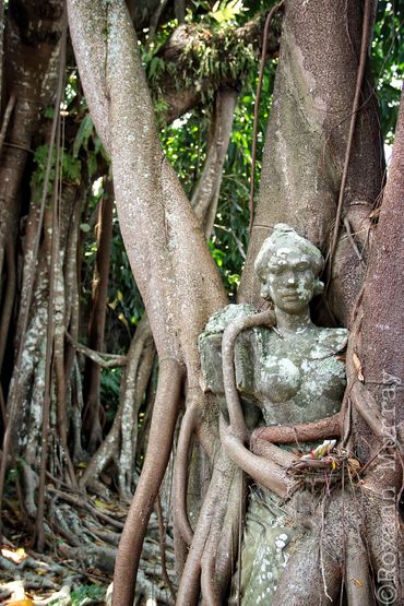 Saraswati statue enveloped by tree roots in Ubud