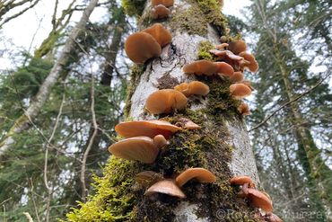 Oyster mushrooms on a tree trunk