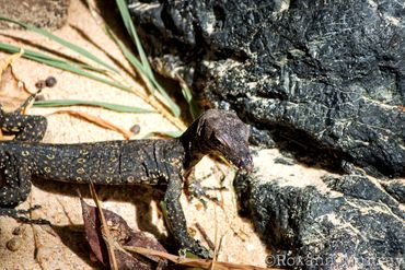 A monitor lizard suns itself on the beach in Ao Nang.