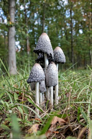 Inky cap mushroom cluster