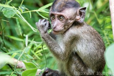 A baby macaque chews on a plant in Ao Nang.