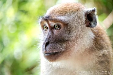 Macaque