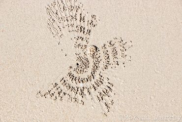Crabs make a pattern with small balls of sand.