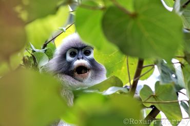 A dusky leaf monkey sits in a tree at Phra Nang Beach.